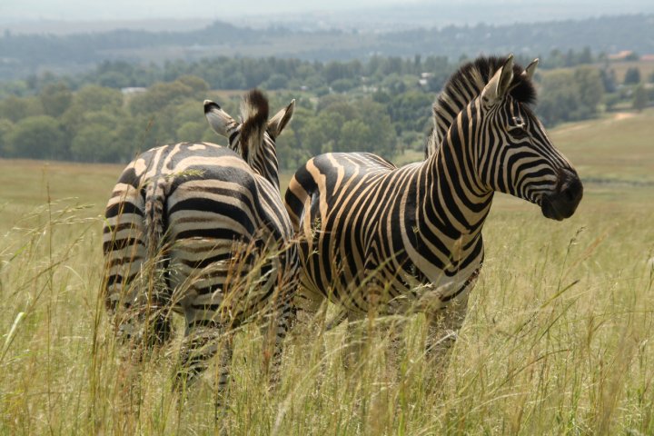 Zebras Pilanesberg