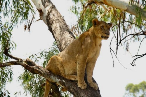 Lion Park Sudafrica Imperdible