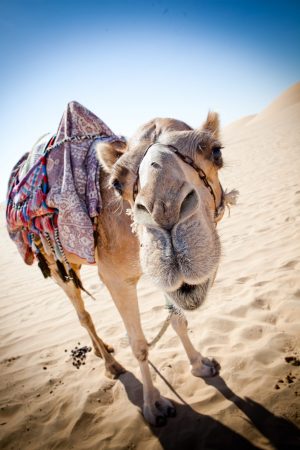 Top 10 atracciones Dubai-Safari por el desierto